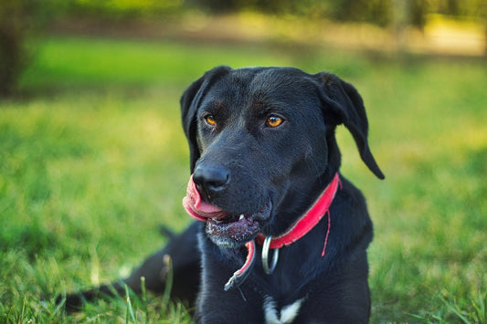 Hundehalsband oder Hundegeschirr? Was soll ich verwenden?