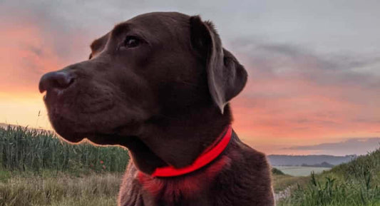 "Leuchthalsband Hund" - darum ist es so wichtig