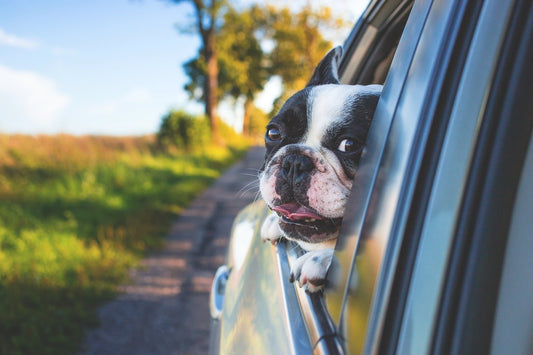 Urlaub auf vier Pfoten - sicher mit Hund in den Urlaub