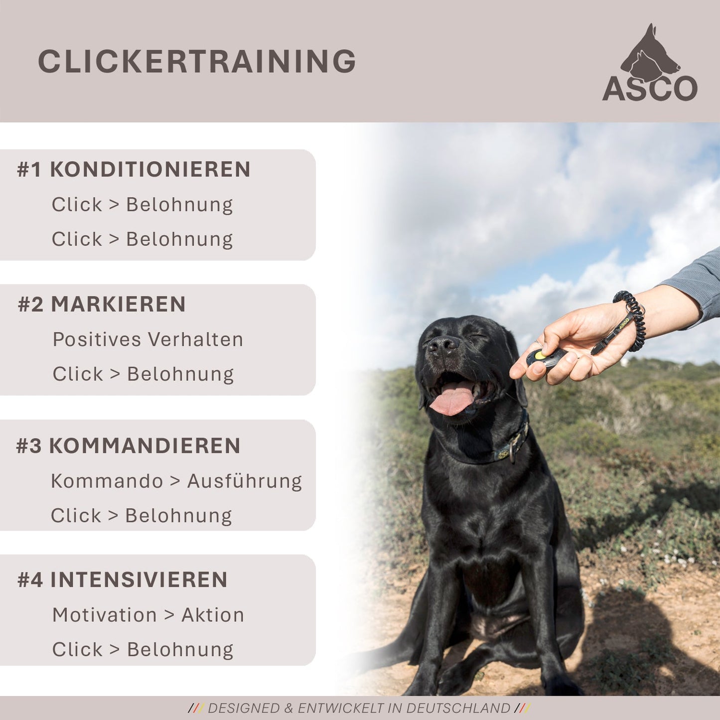 ASCO ClickStick - Target stick con clicker premium desmontable - Target stick para adiestramiento con clicker de perros y gatos - Target stick extensible con clicker extra - Target stick para adiestramiento de objetivos