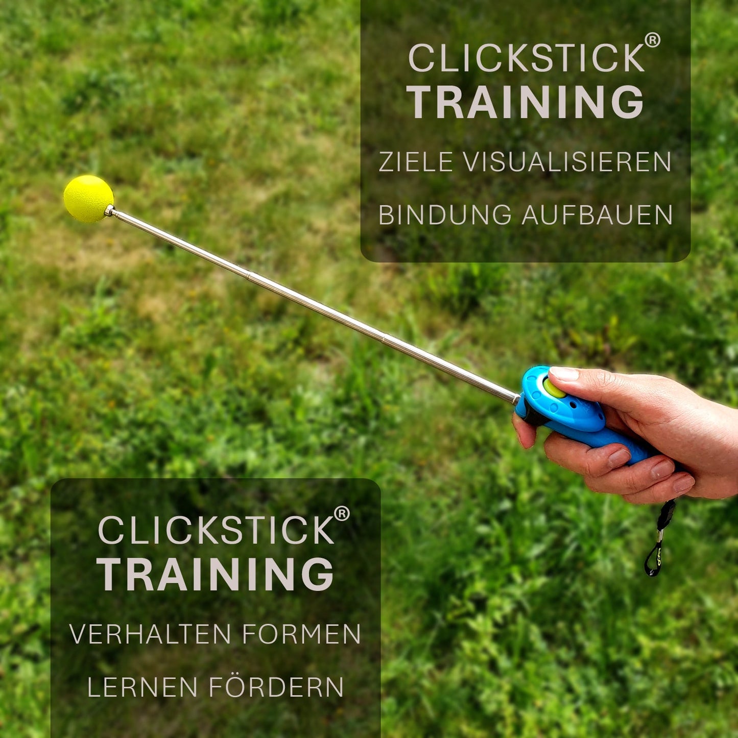 ASCO ClickStick - Target stick con clicker premium desmontable - Target stick para adiestramiento con clicker de perros y gatos - Target stick extensible con clicker extra - Target stick para adiestramiento de objetivos