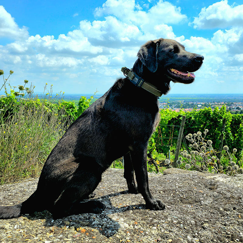 Collar táctico para perro con nombre y asa, grabado gratuito en la hebilla