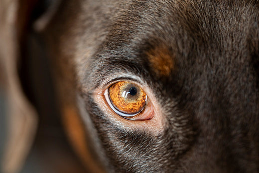 Hund Bindehautentzündung Behandlung