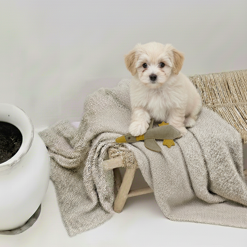 BUDDY. Juguete para perros de cuero "Pequeño Pato" 
